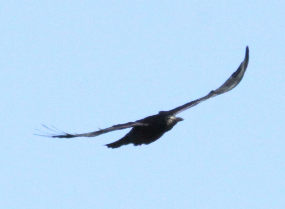 Rook - ML642917978