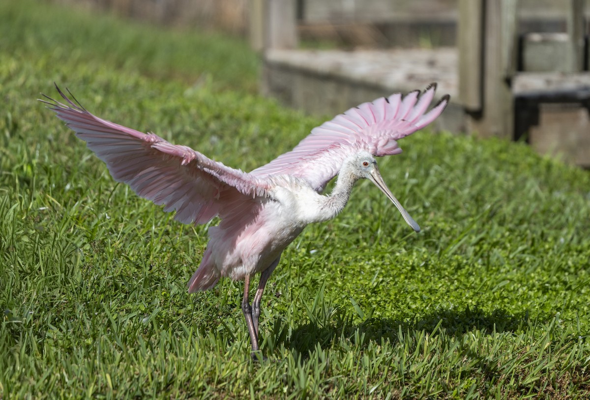 Roseate Spoonbill - ML642917980