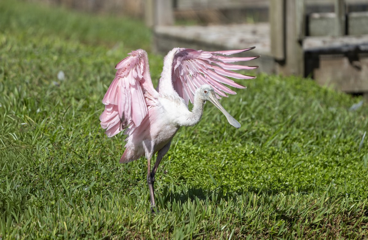 Roseate Spoonbill - ML642917981