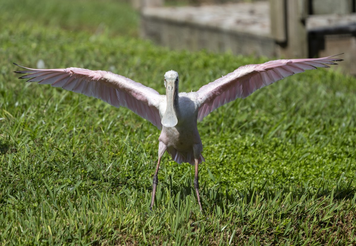 Roseate Spoonbill - ML642917985