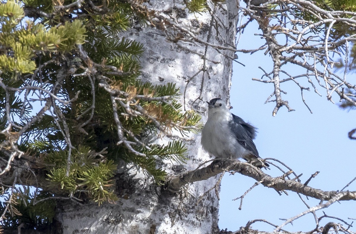 White-breasted Nuthatch (Interior West) - ML642917987