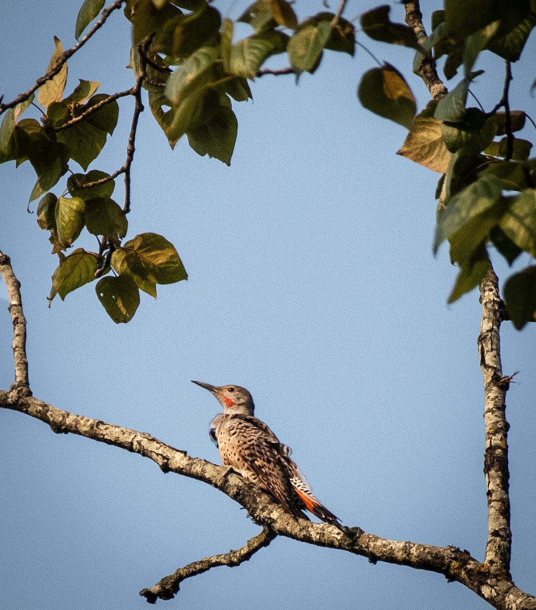 Northern Flicker - ML642917989