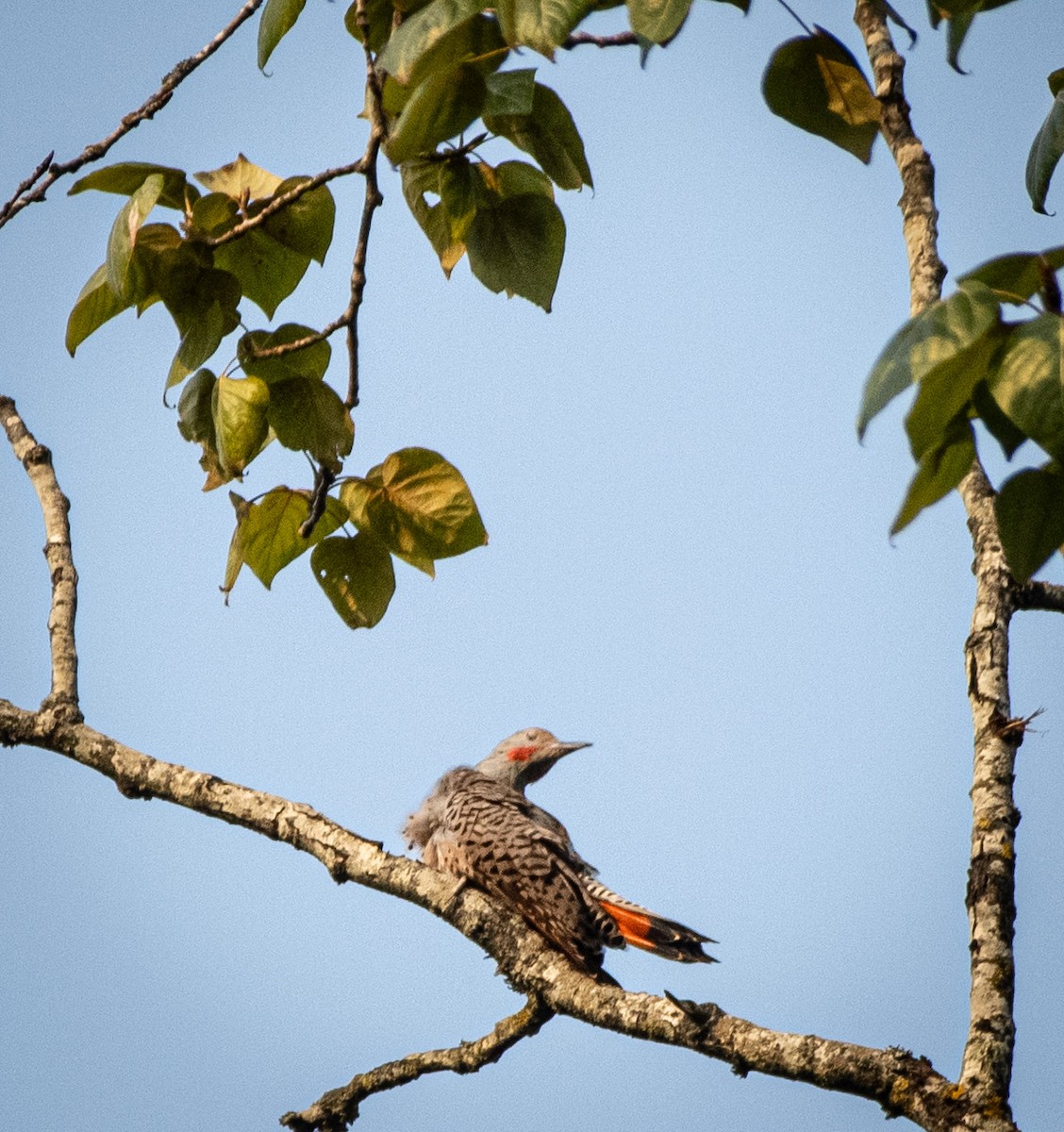 Northern Flicker - ML642917990