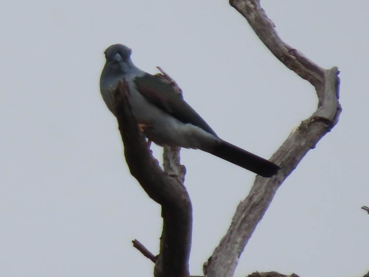 Cuckoo-roller - ML642918001