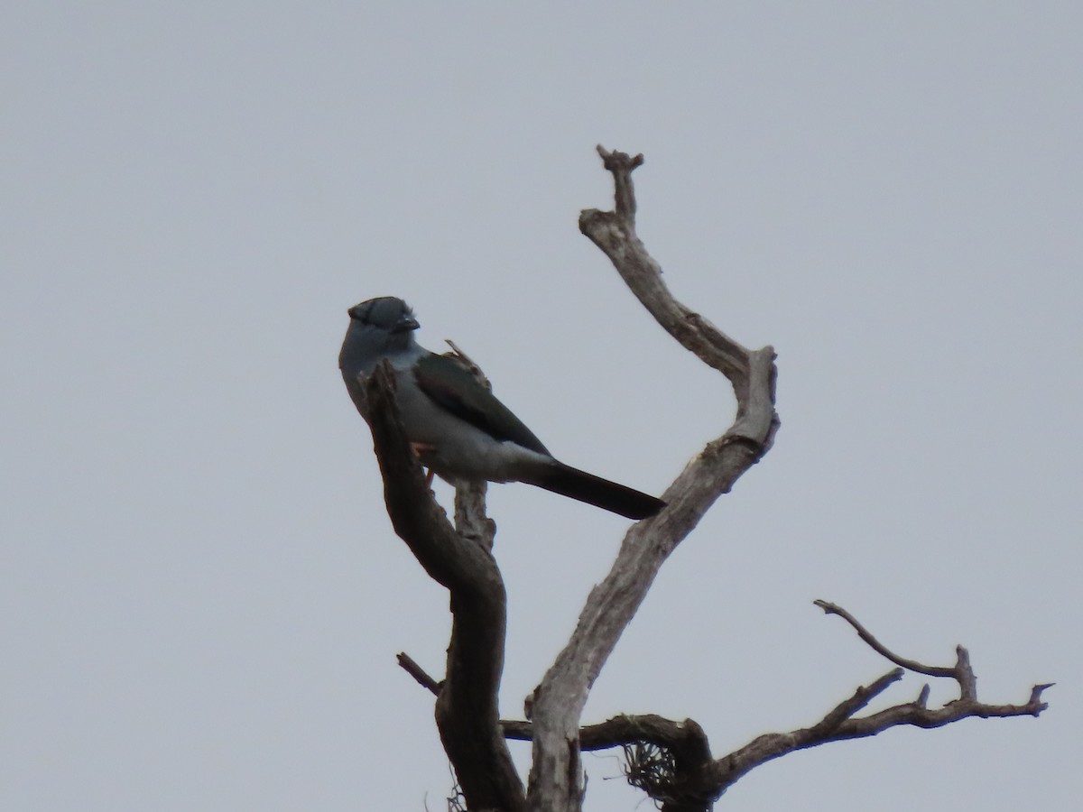 Cuckoo-roller - ML642918004