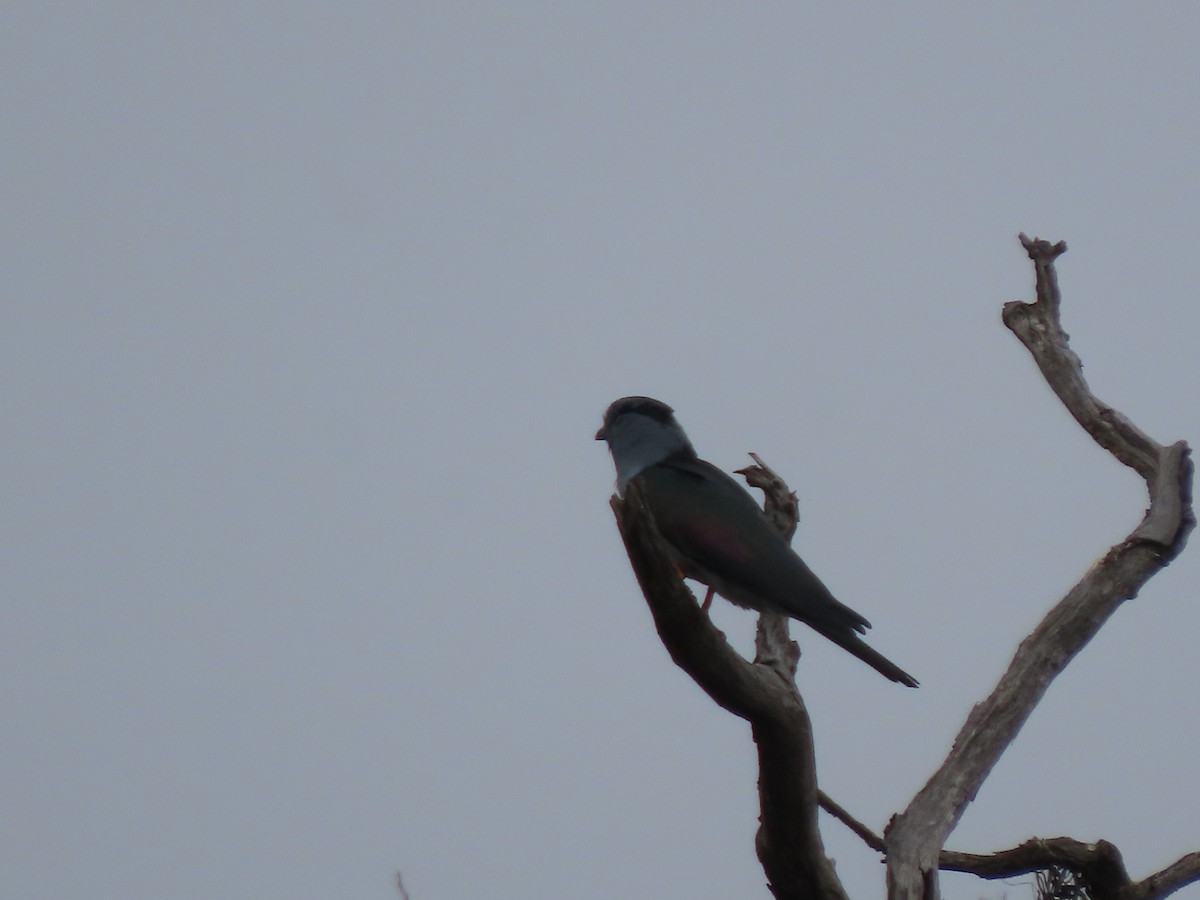 Cuckoo-roller - ML642918005