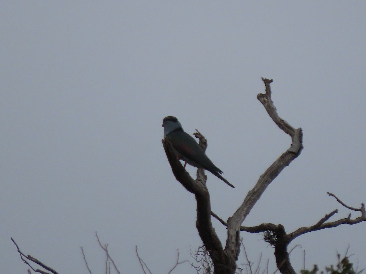 Cuckoo-roller - ML642918006
