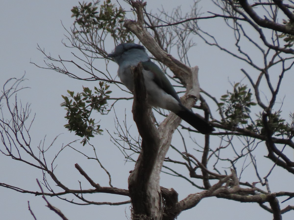 Cuckoo-roller - ML642918007