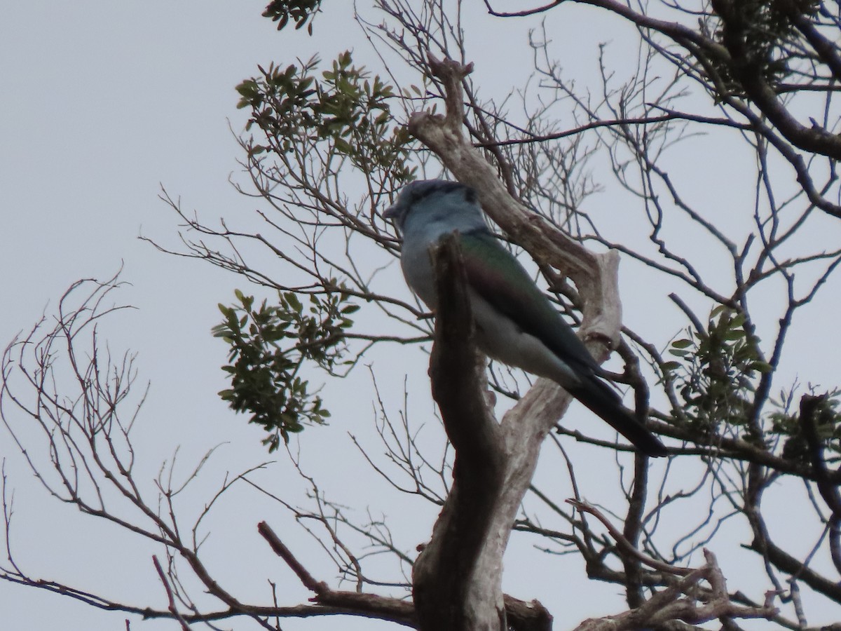 Cuckoo-roller - ML642918008