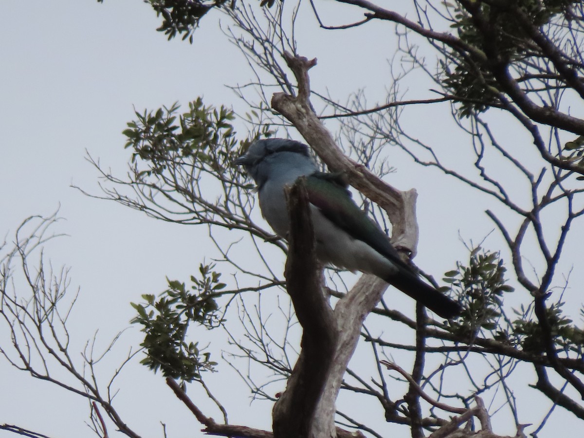 Cuckoo-roller - ML642918009