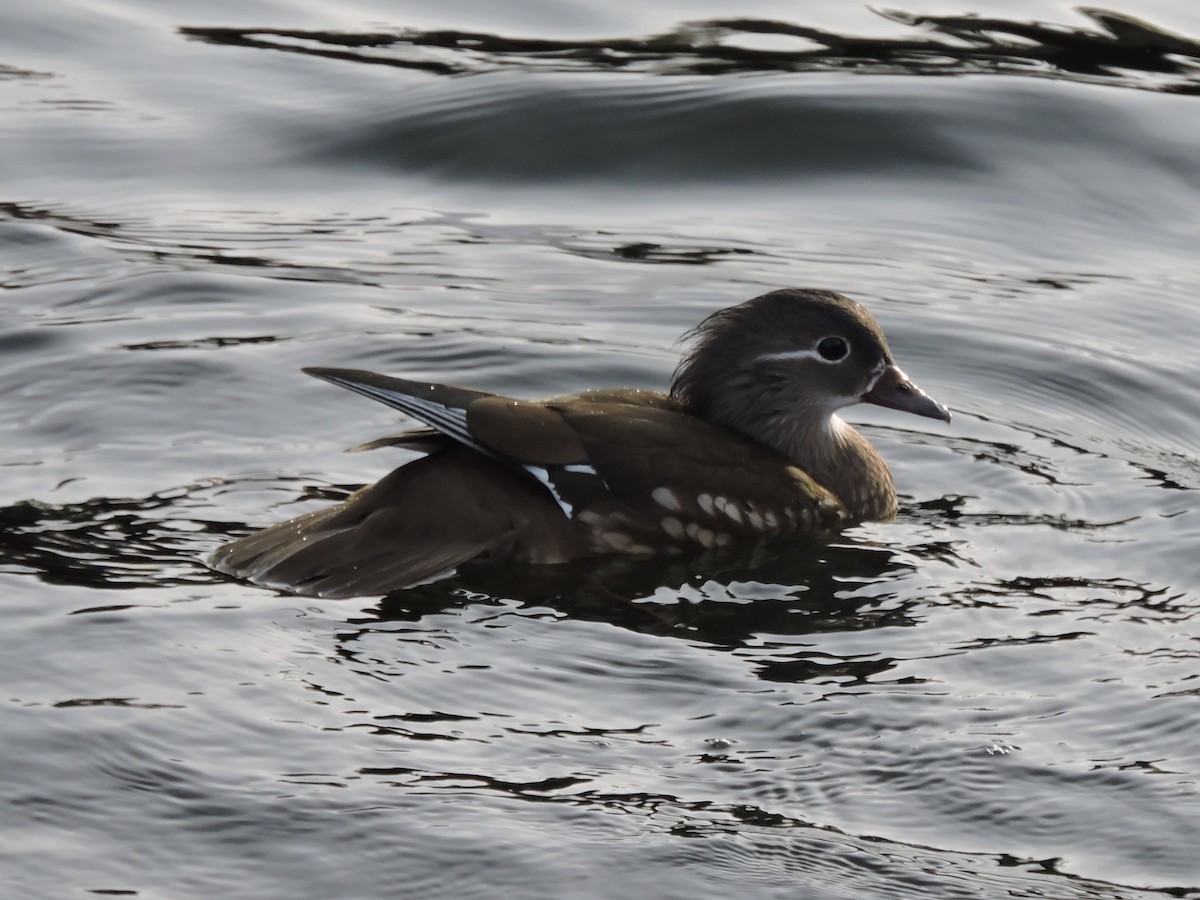 Mandarin Duck - ML642918016