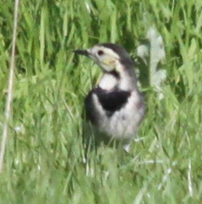White Wagtail - ML642918018