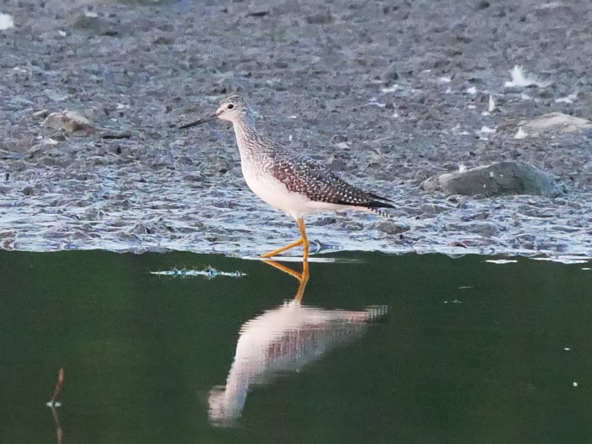 plystresnipe - ML642918020