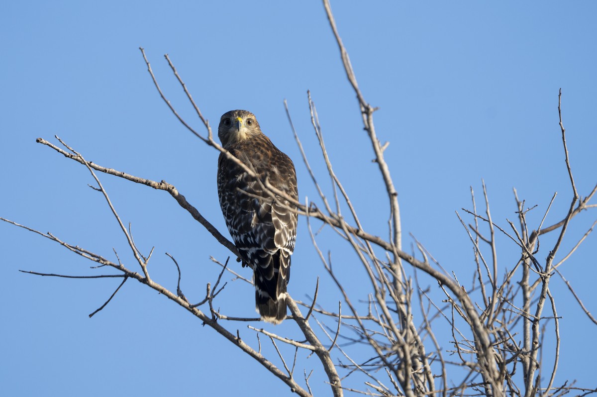 Red-shouldered Hawk - ML642918021