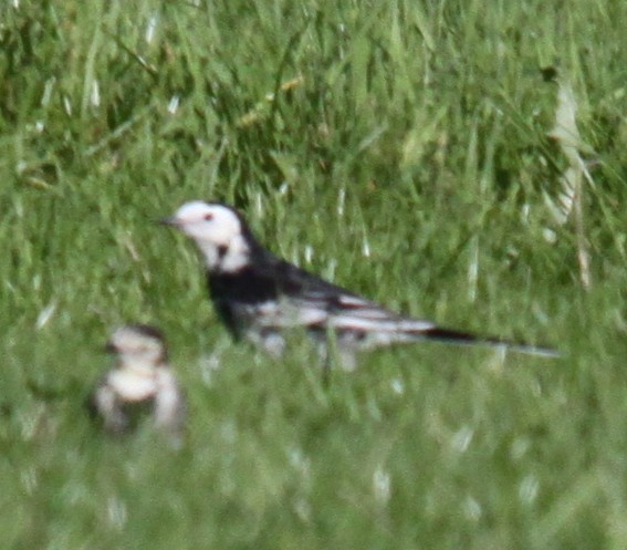 White Wagtail - ML642918022
