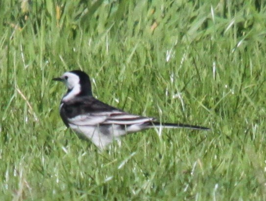 White Wagtail - ML642918023