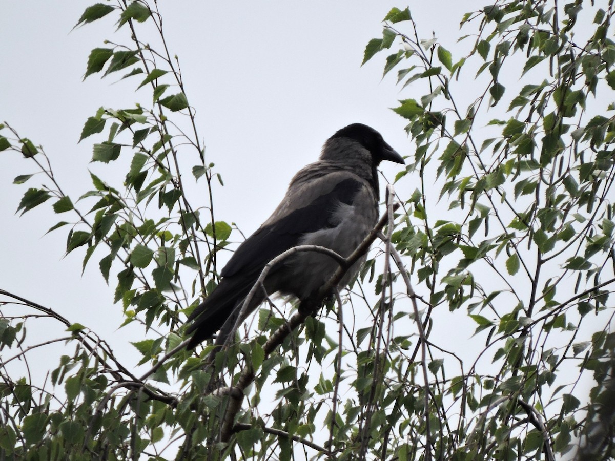 Hooded Crow - ML642918025