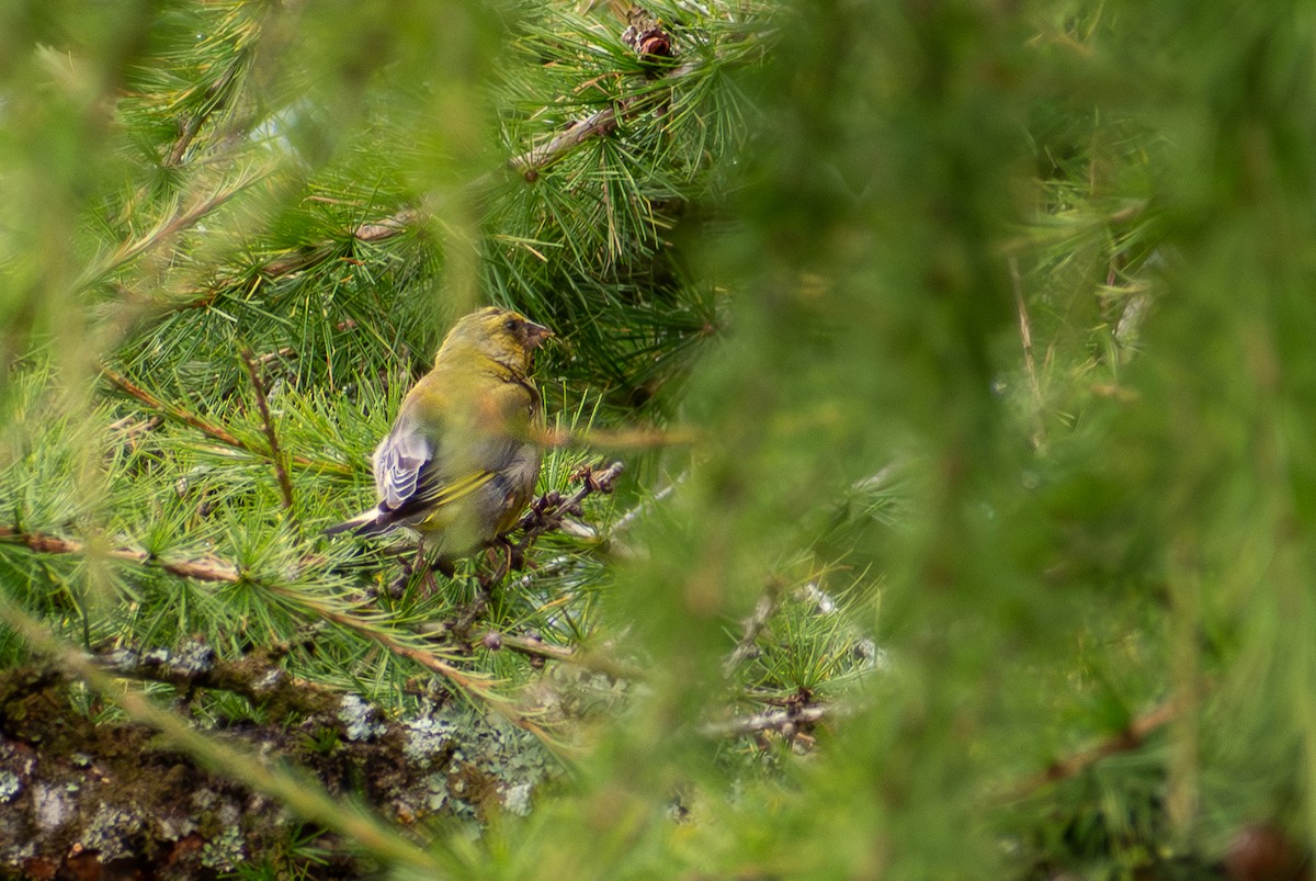 European Greenfinch - ML642918027
