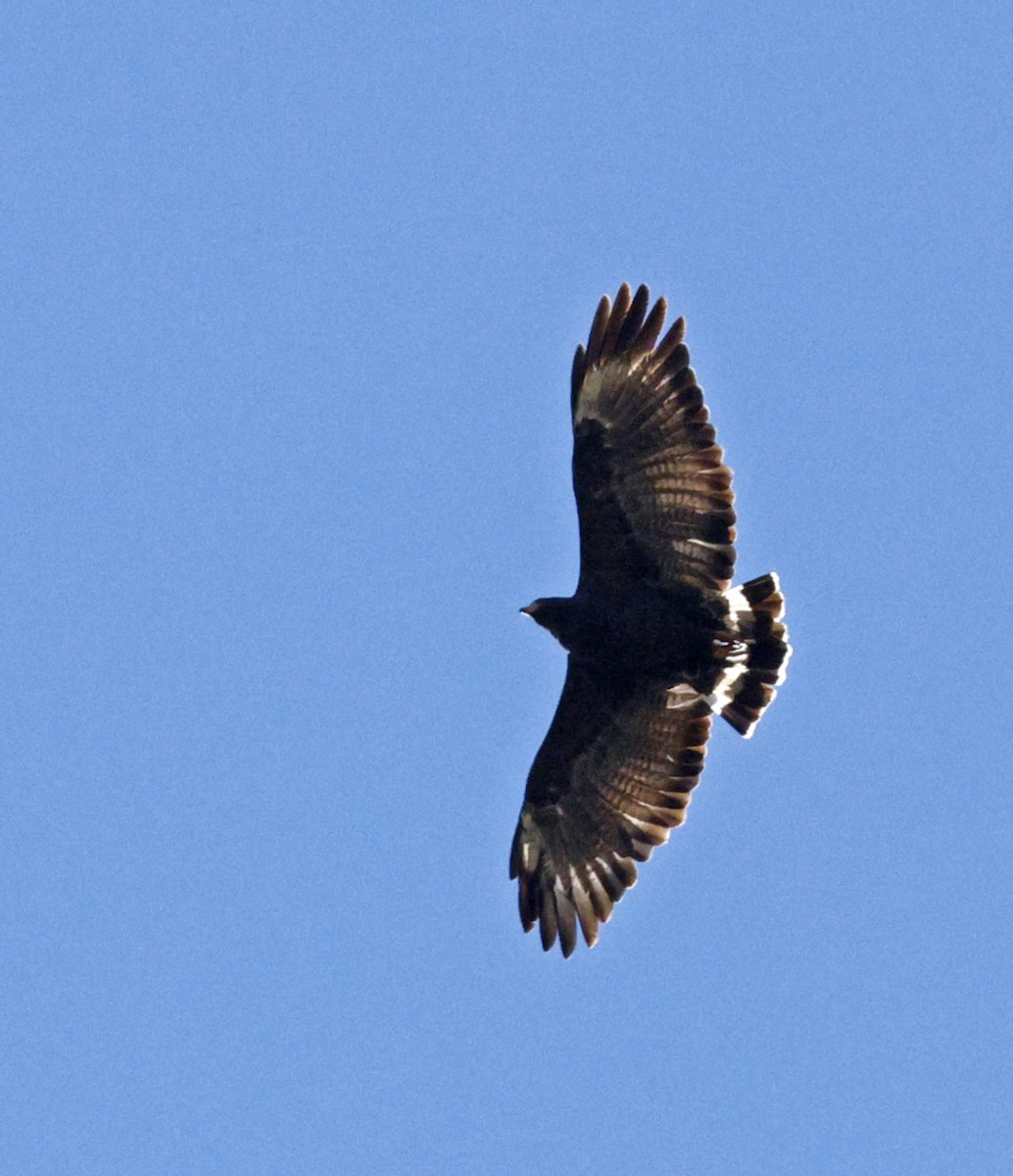 Common Black Hawk - ML642918029