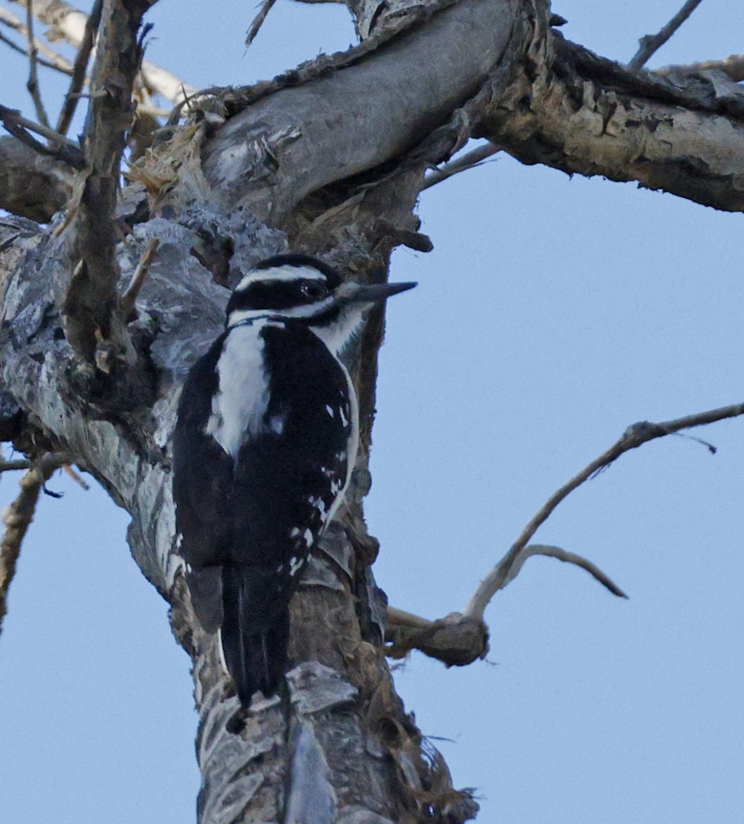 Hairy Woodpecker - ML642918039