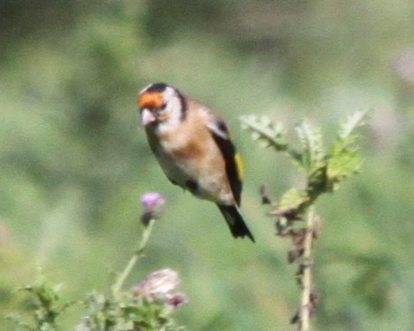 European Goldfinch - ML642918041