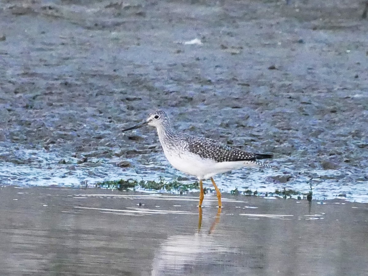 plystresnipe - ML642918049