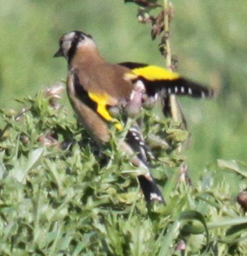 European Goldfinch - ML642918055