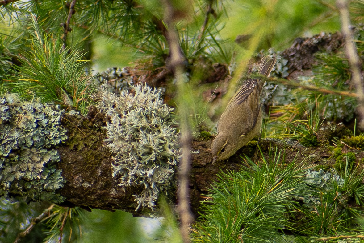 Willow Warbler - ML642918064