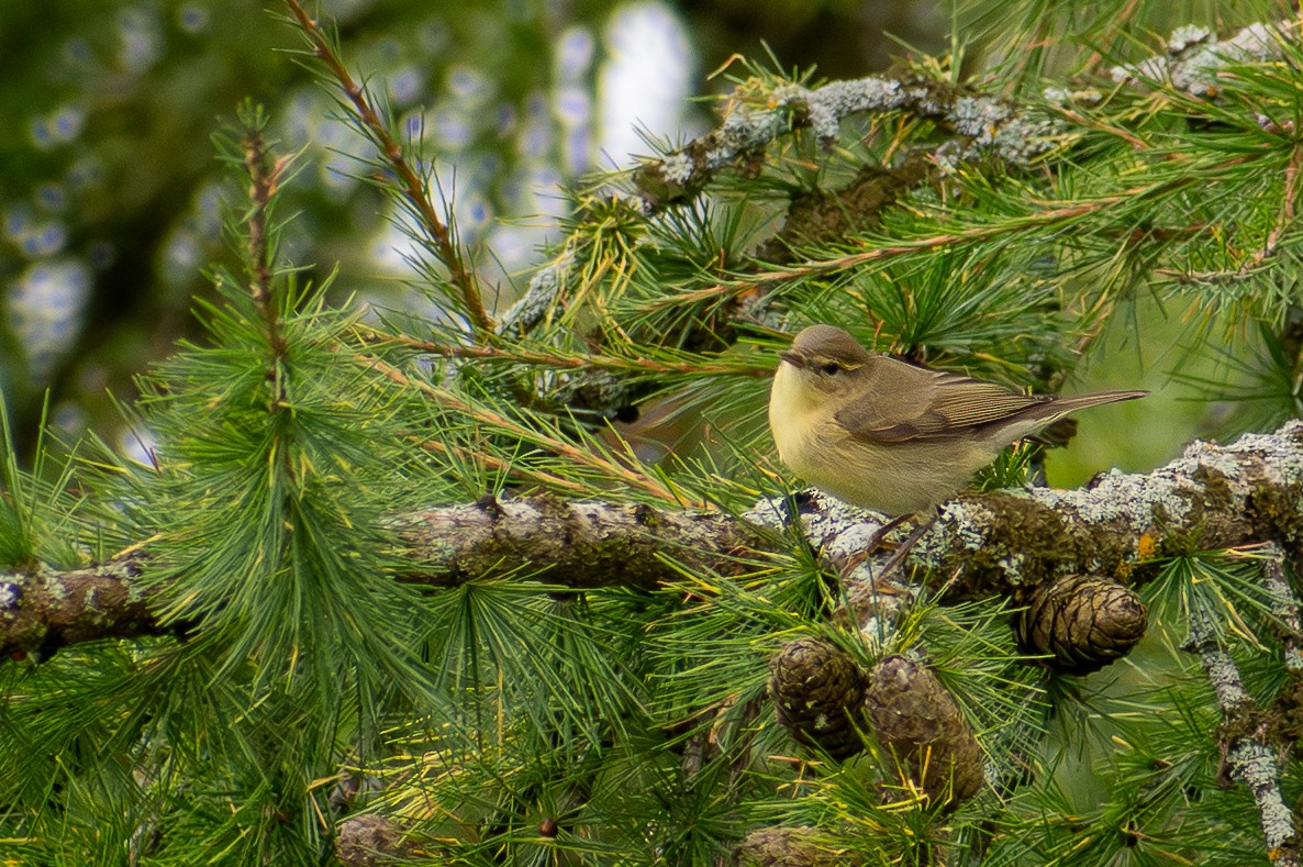 Willow Warbler - ML642918065