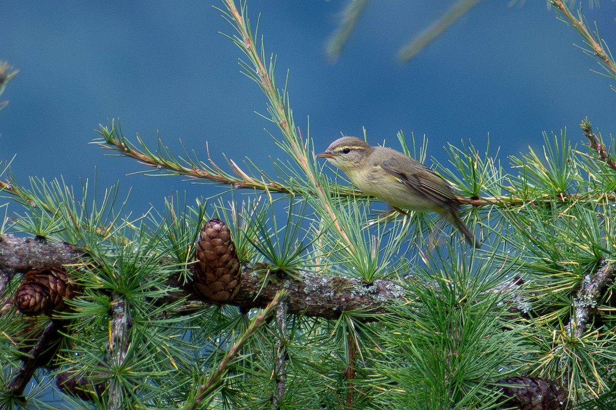 Willow Warbler - ML642918066