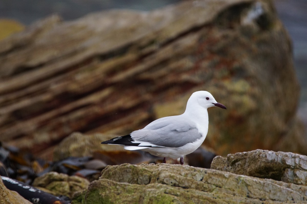Hartlaub's Gull - ML642918070