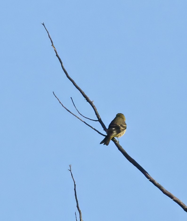 Western Tanager - ML642918071
