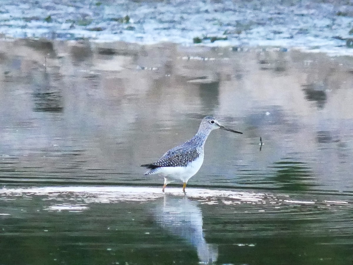 plystresnipe - ML642918072