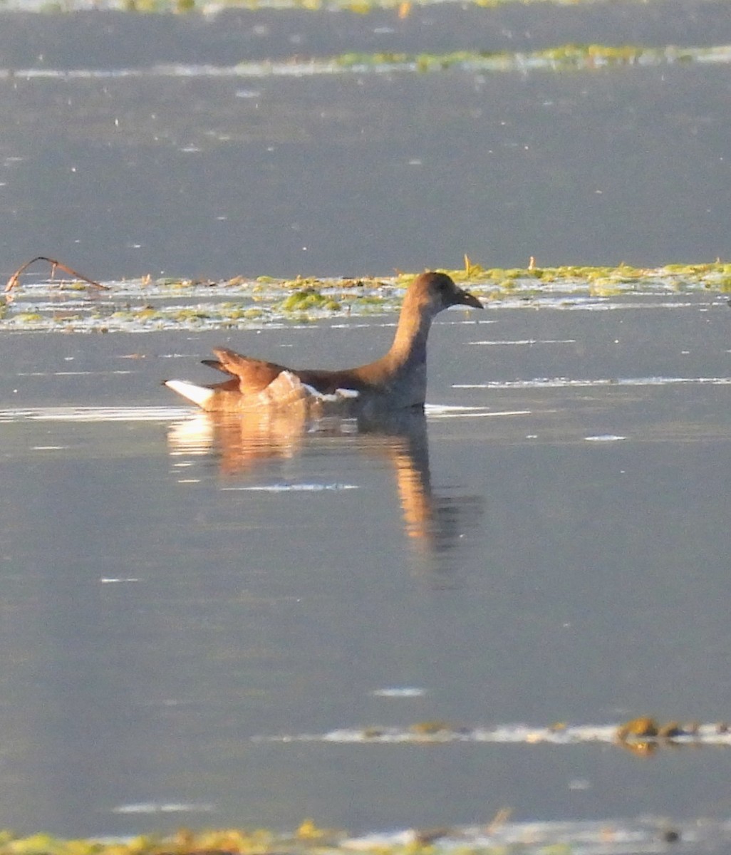 Common Gallinule - ML642918085
