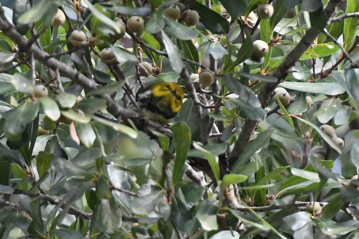 Black-throated Green Warbler - ML642918086