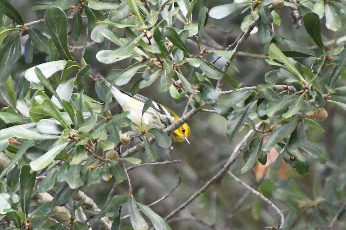 Black-throated Green Warbler - ML642918087
