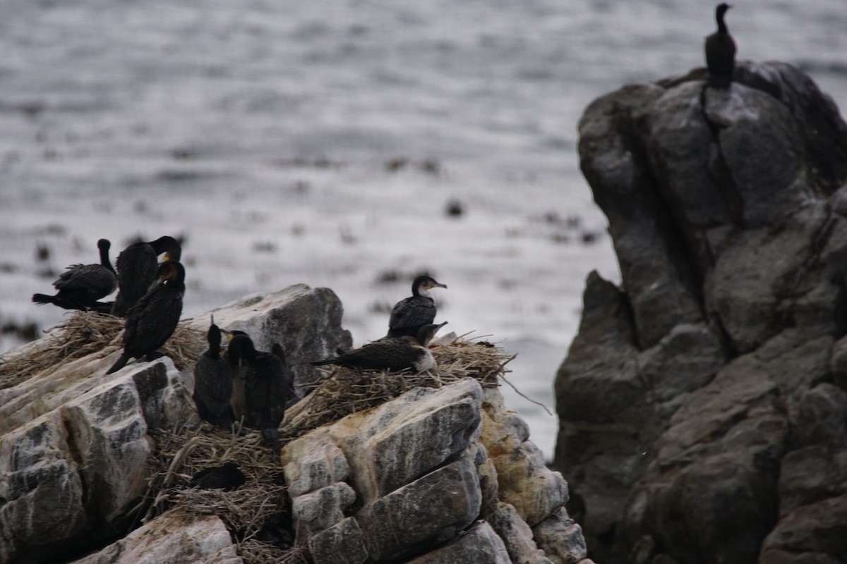 Great Cormorant (White-breasted) - ML642918095