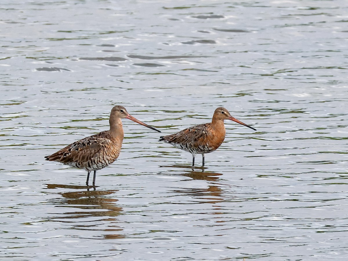 Black-tailed Godwit - ML642918097
