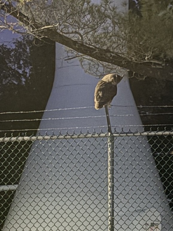 Great Horned Owl - ML642918099
