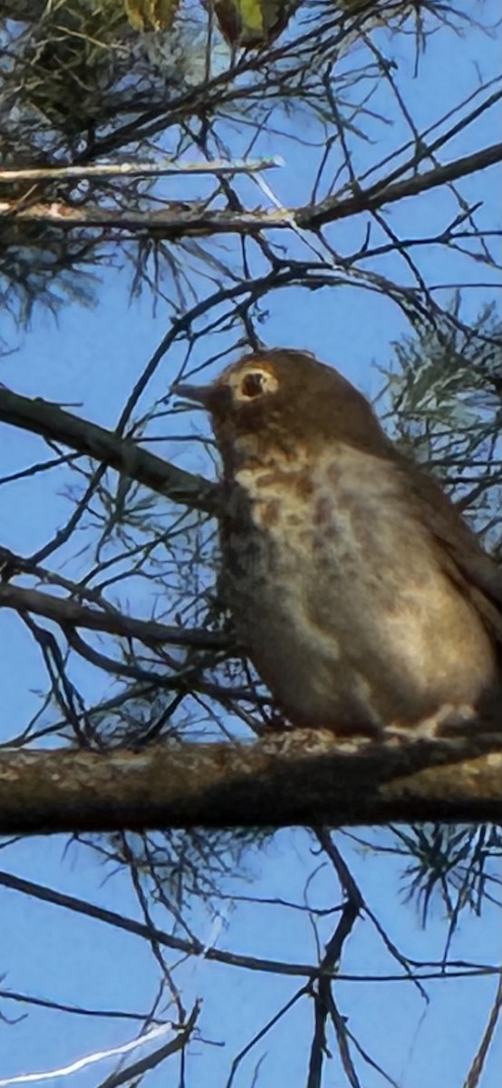 Swainson's Thrush - ML642918100