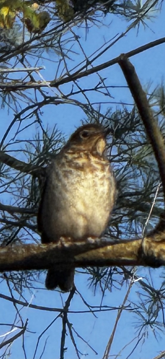 Swainson's Thrush - ML642918101