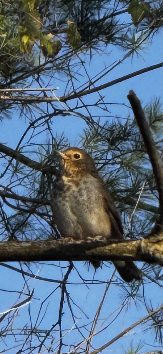 Swainson's Thrush - ML642918102