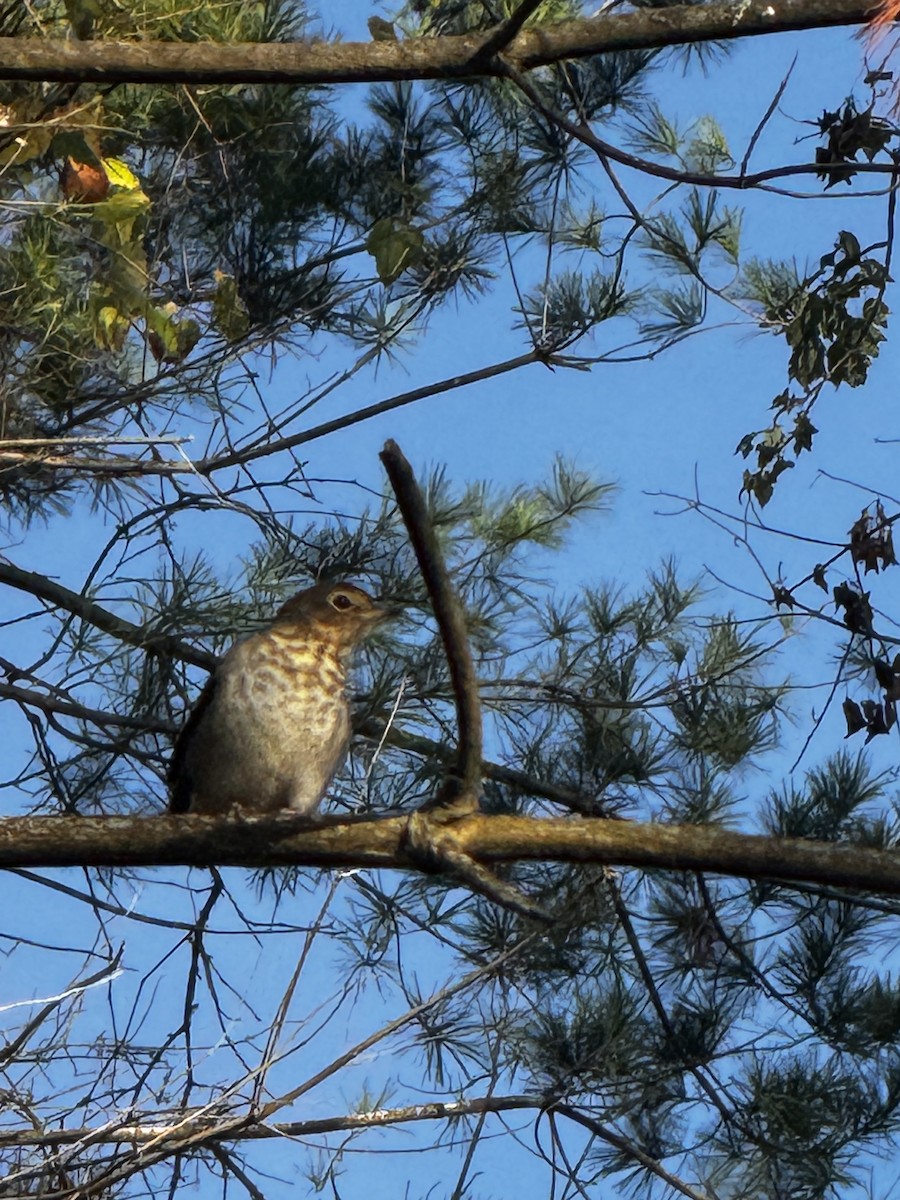 Swainson's Thrush - ML642918103