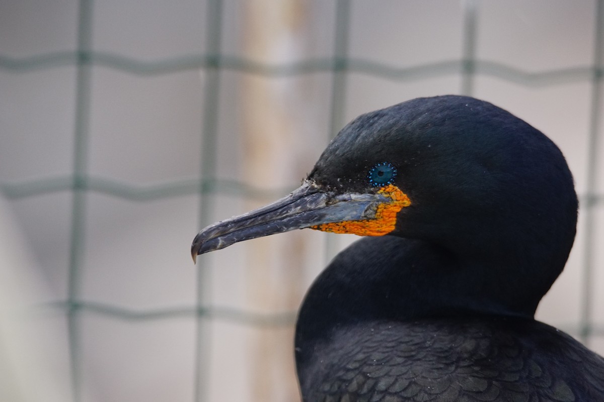 Cape Cormorant - ML642918114