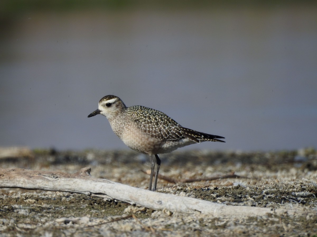 American Golden-Plover - ML642918119