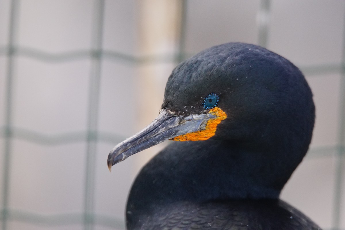 Cape Cormorant - ML642918120