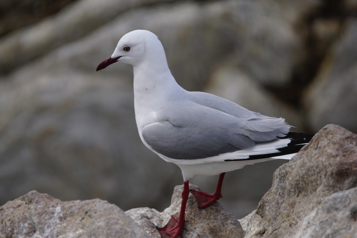 Hartlaub's Gull - ML642918126