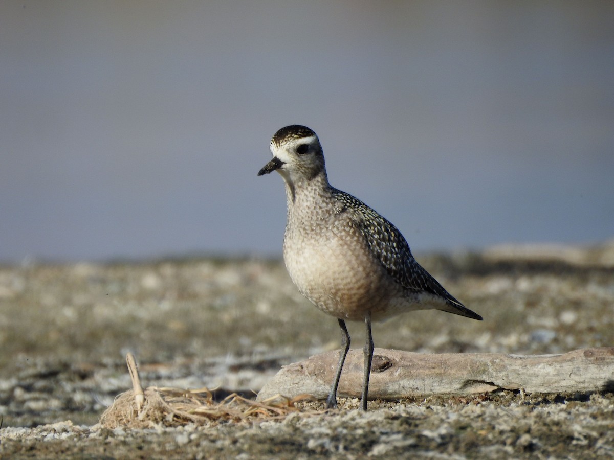 American Golden-Plover - ML642918130