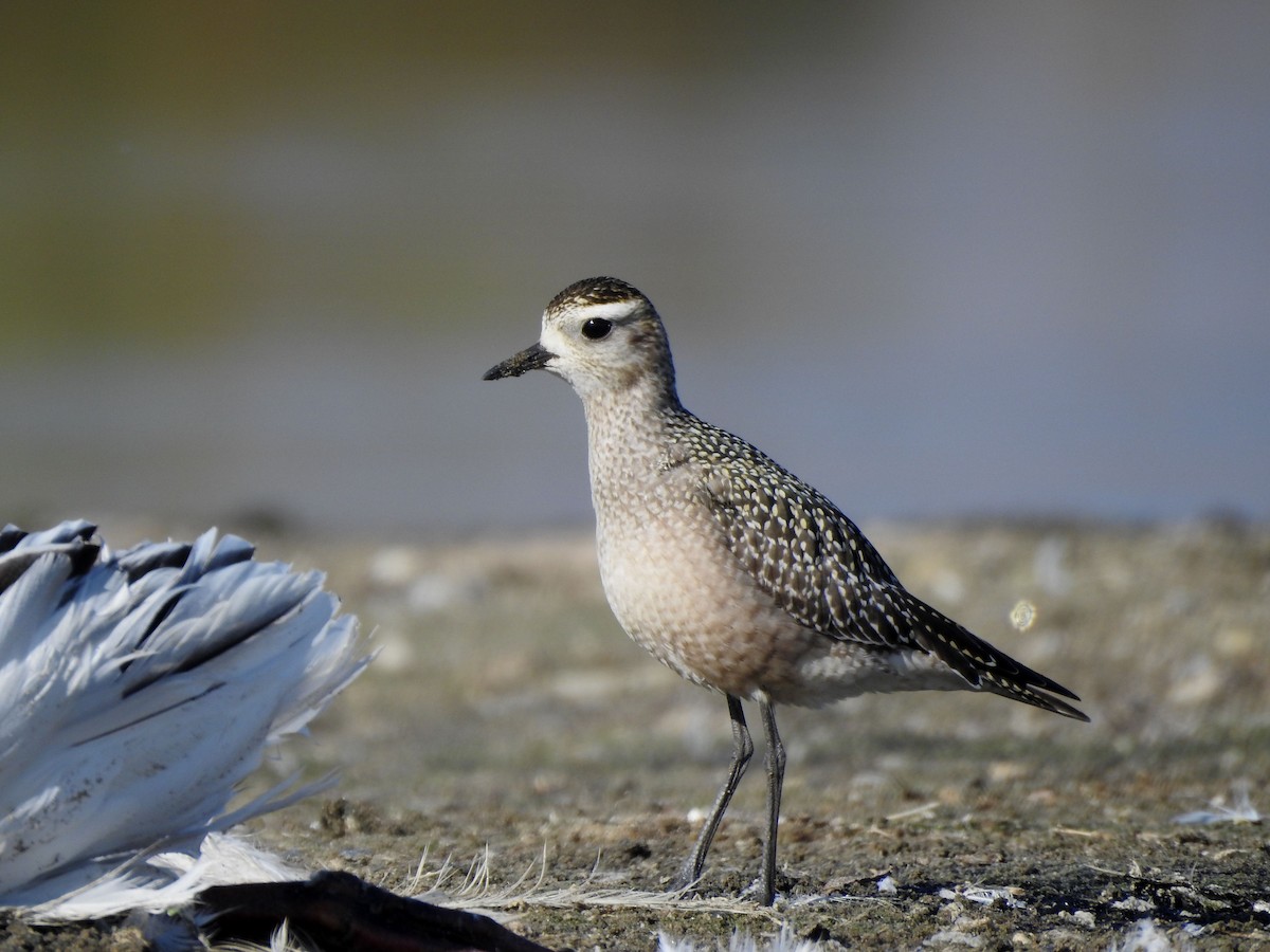 American Golden-Plover - ML642918131