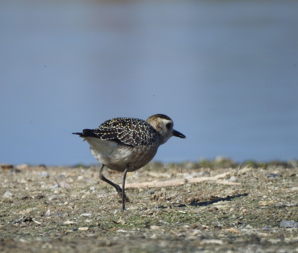 American Golden-Plover - ML642918132